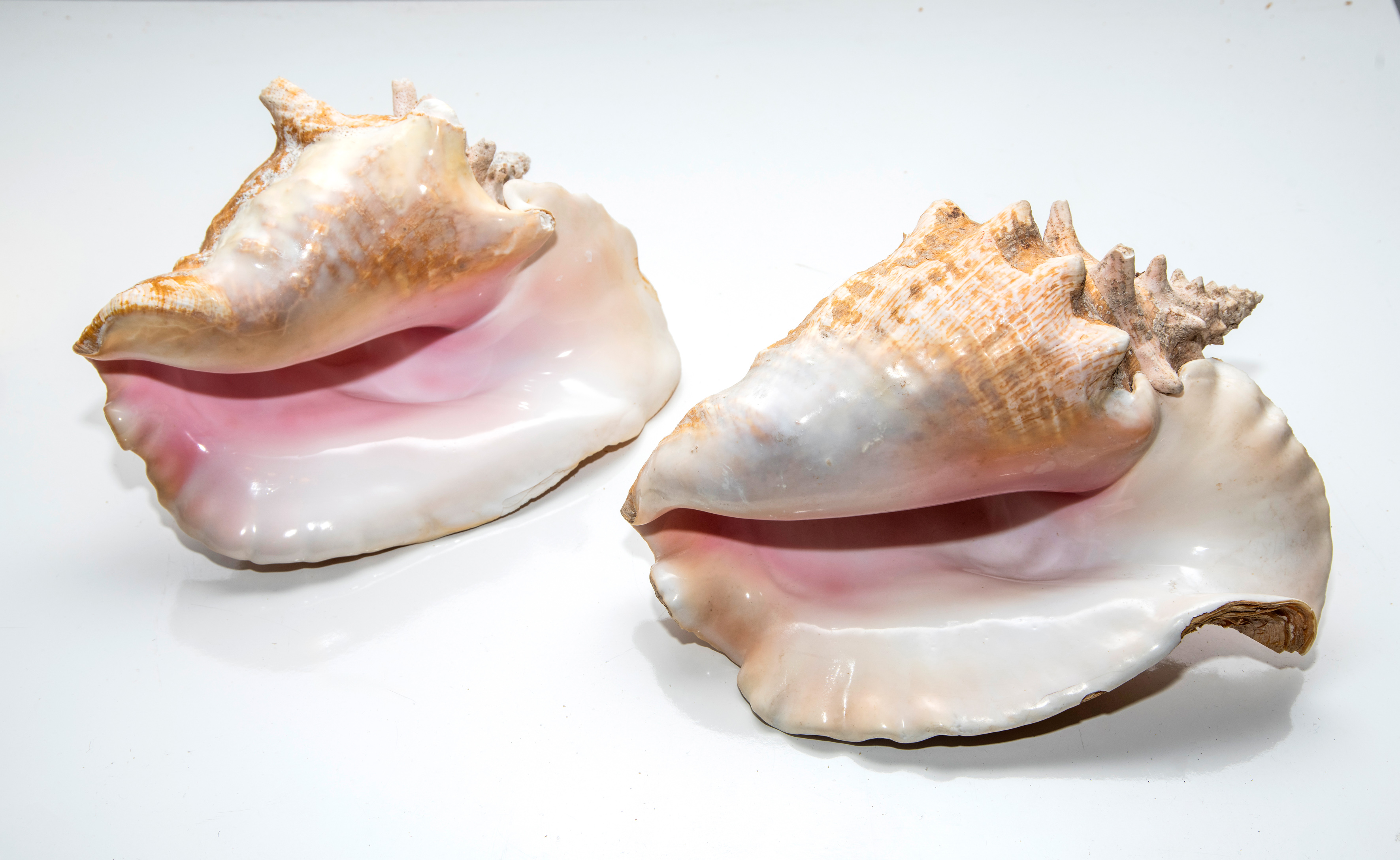 Lote de dos grandes caracolas reinas (Lobatus gigas).