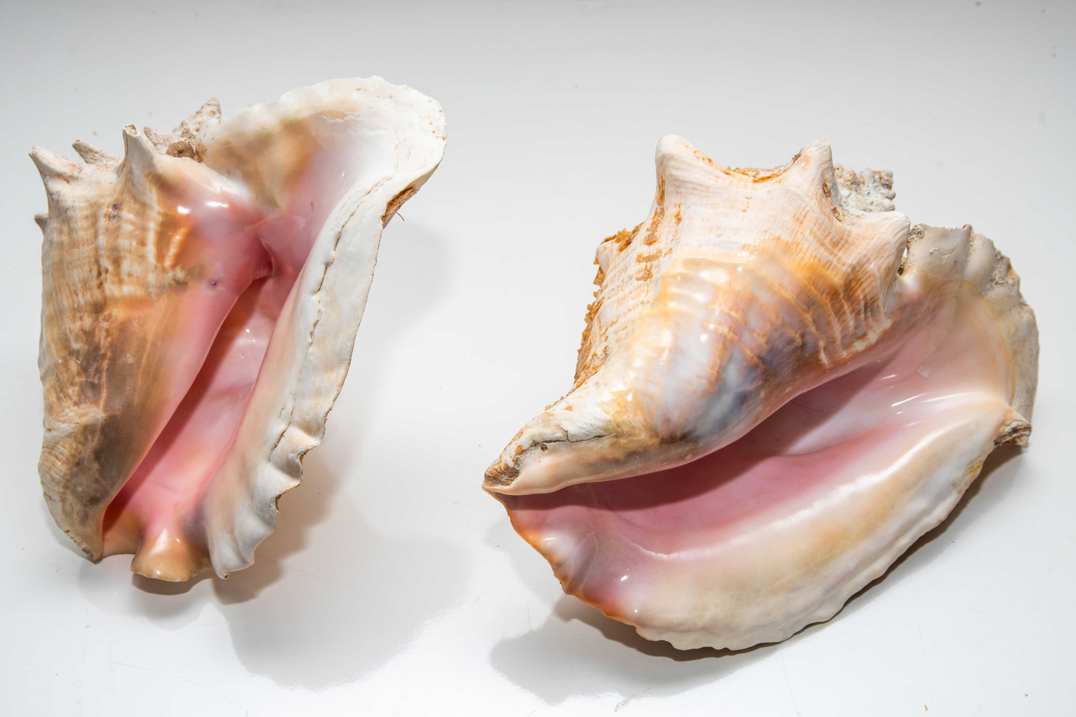 Lote de dos grandes caracolas reinas (Lobatus gigas).