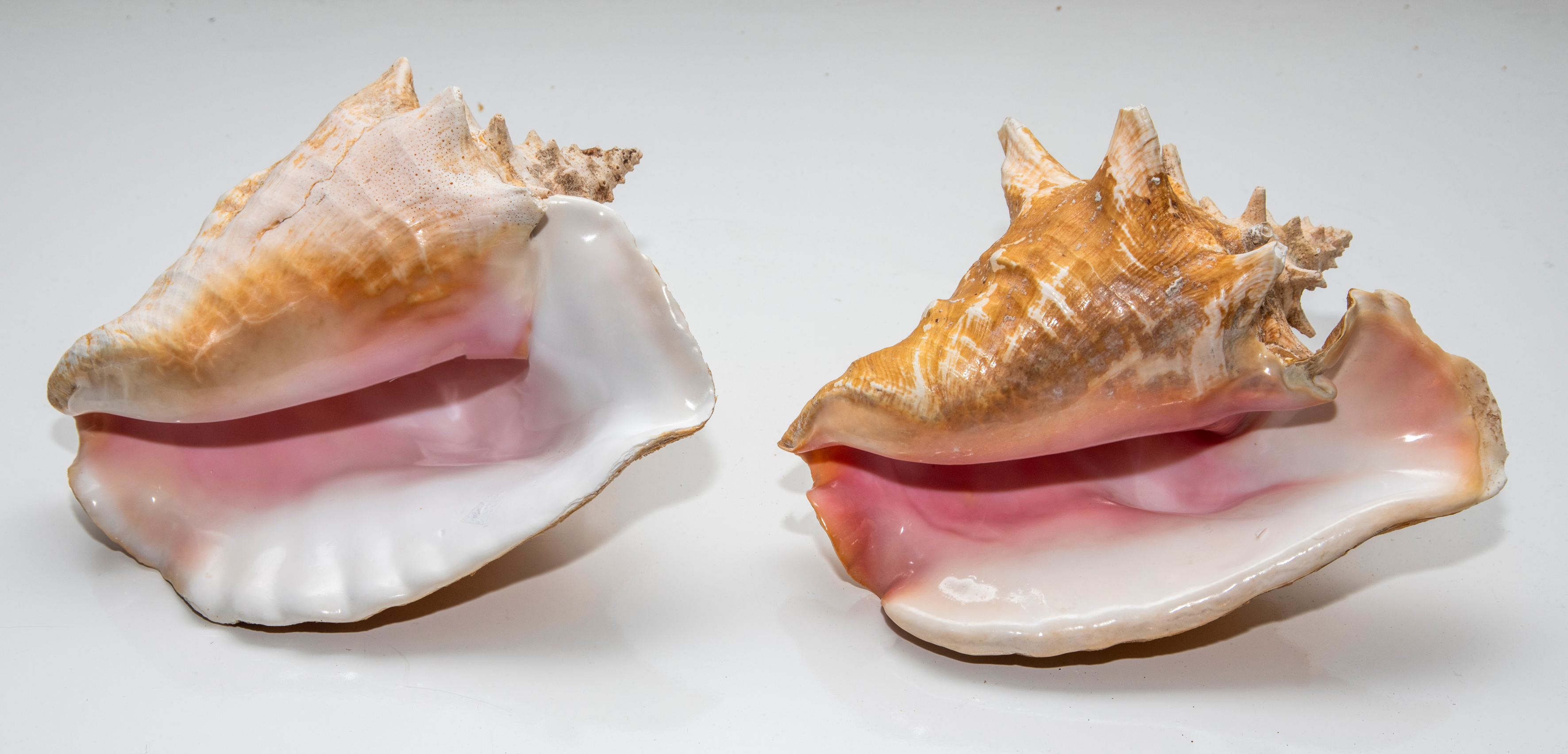 Lote de dos grandes caracolas reinas (Lobatus gigas).