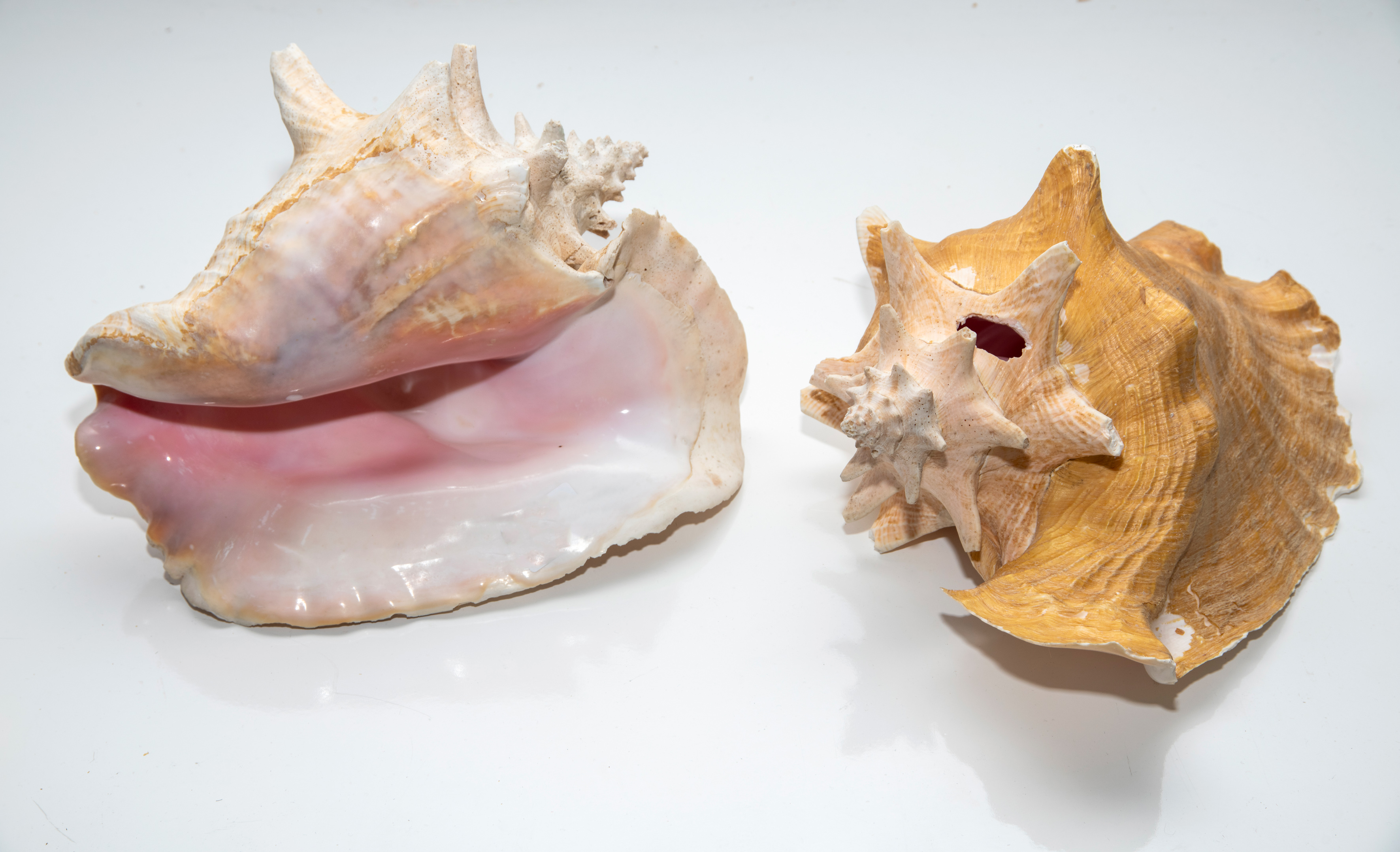 Lote de dos grandes caracolas reinas (Lobatus gigas).