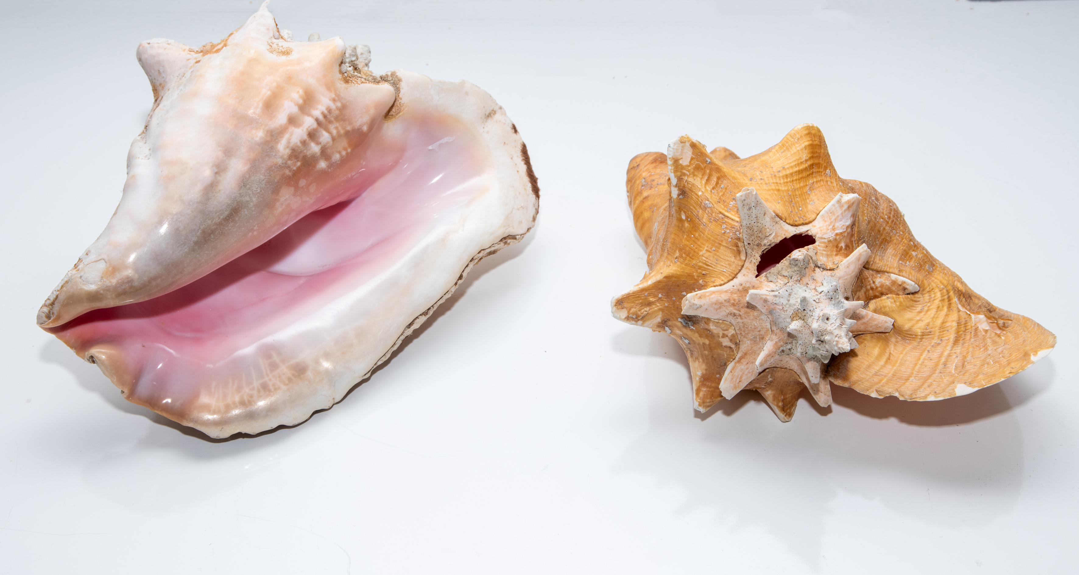 Lote de dos grandes caracolas reinas (Lobatus gigas).