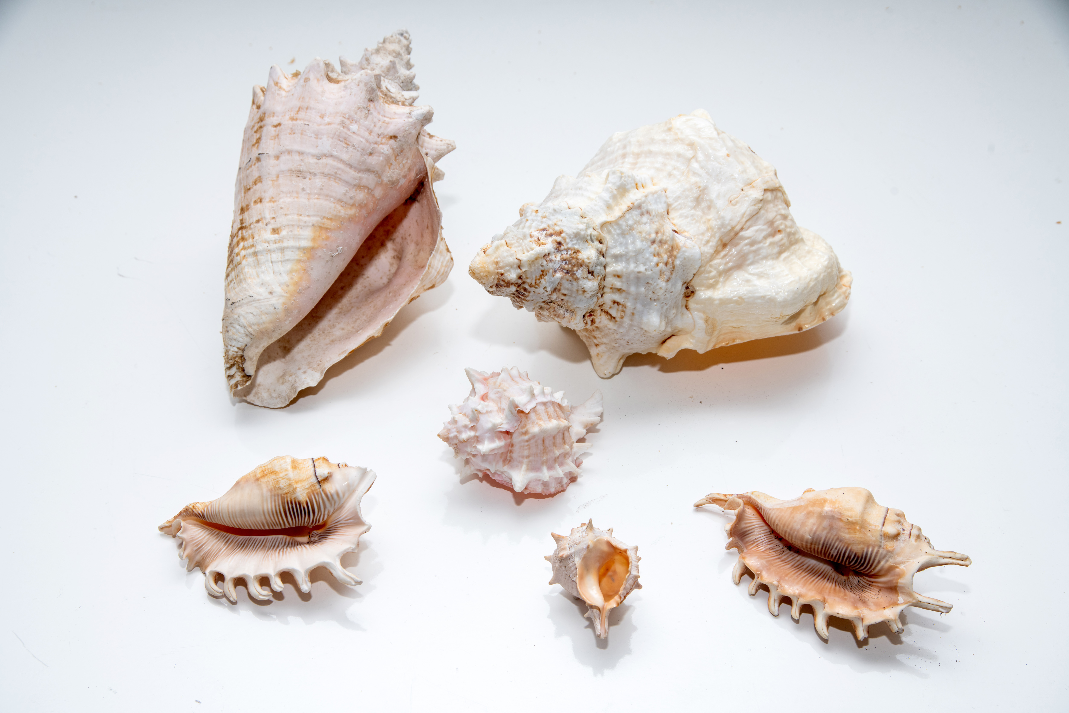 Lote de seis caracolas marinas de especies variadas.