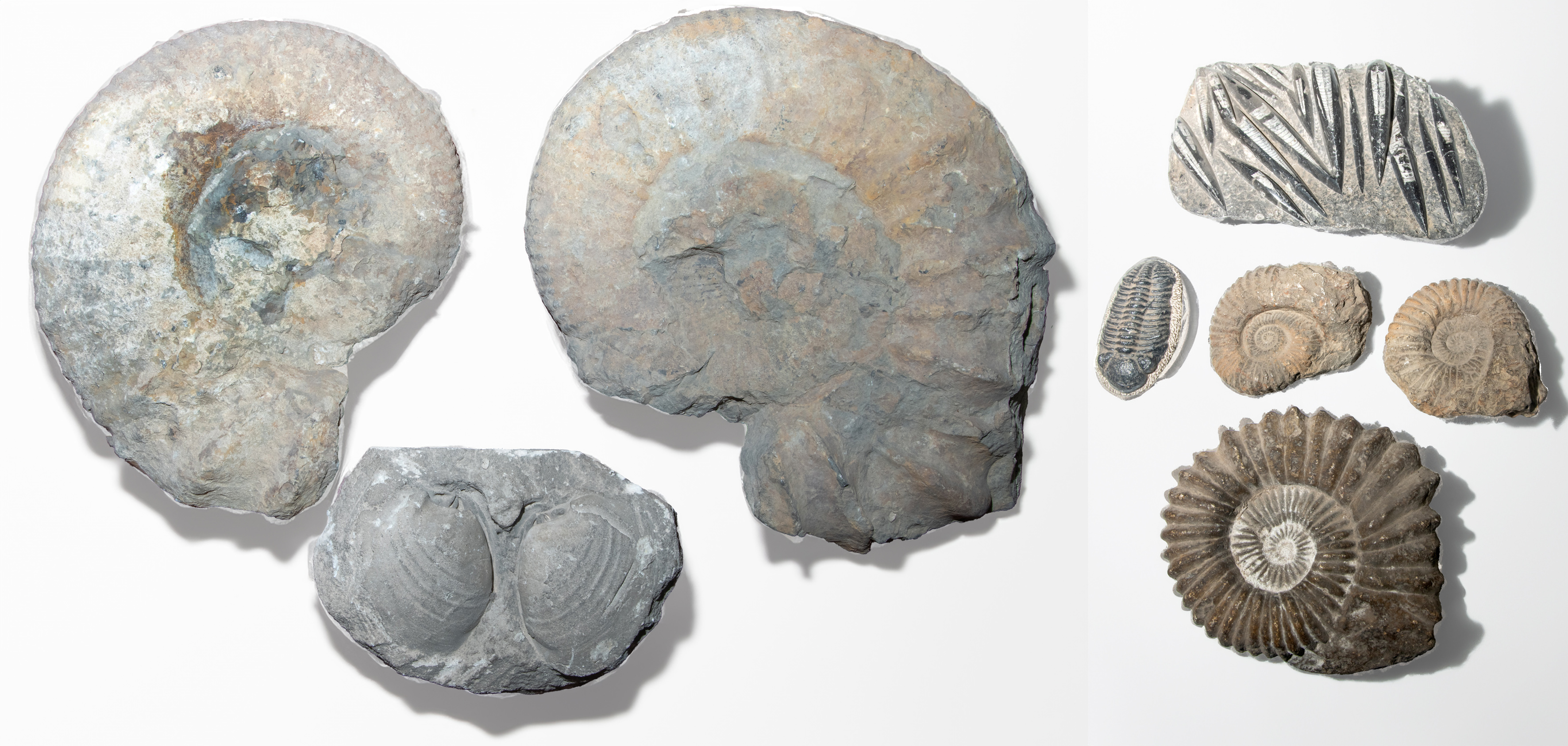 Lote de ocho fósiles: 
Cinco fósiles de ammonite Ataxioceras procedente del Norte de Marruecos del...