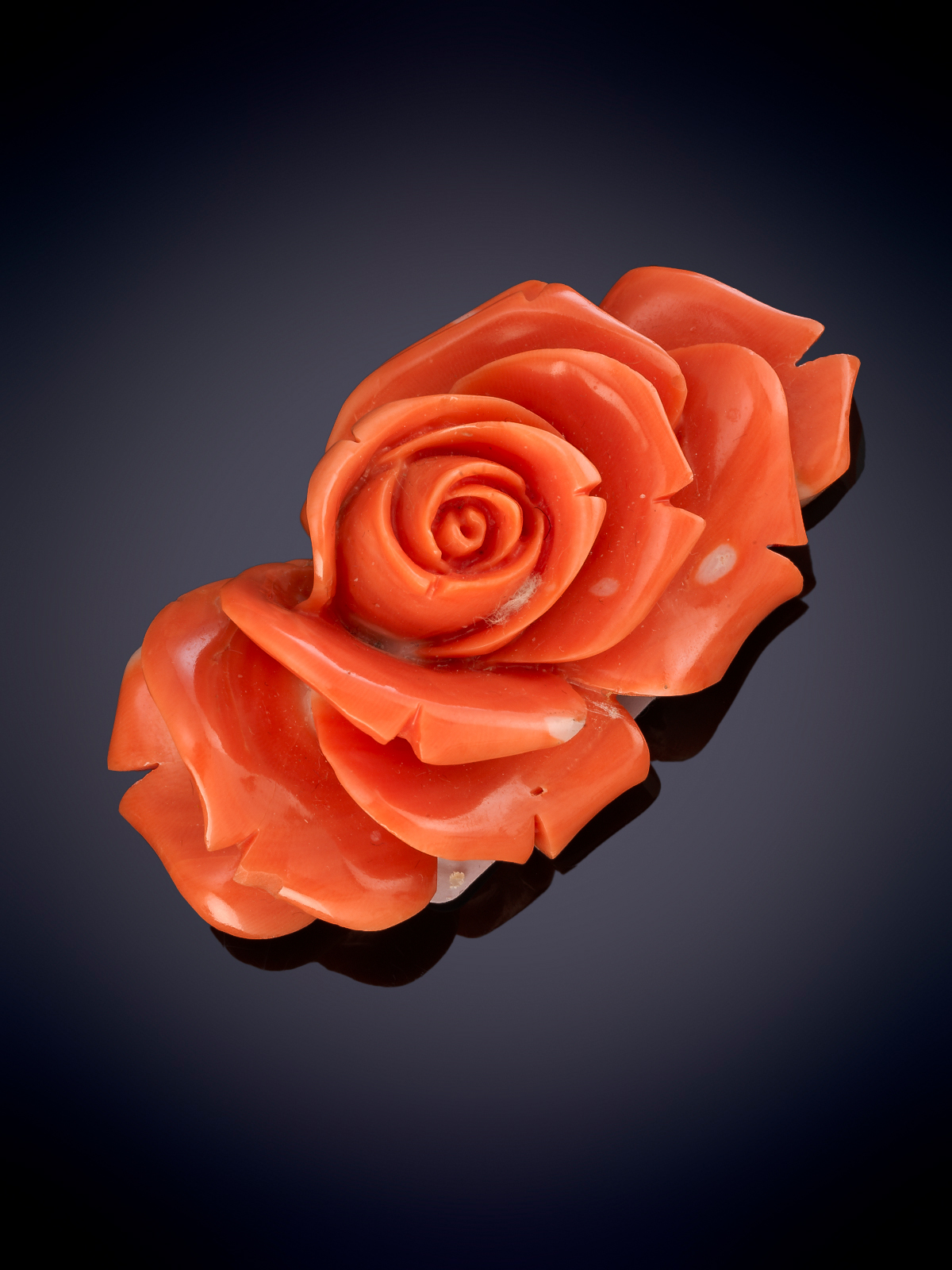 HERMOSA FLOR DE CORAL MEDITERRANEO .